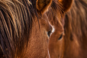 A photo of two horses looking at each other